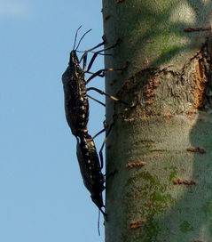 蝽蟲有毒嗎,蝽蟲俗稱臭大姐是沒有毒的