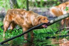 老鼠的叫聲，發出的慘叫聲是唧唧的尖叫聲