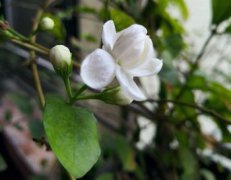 茉莉的花語和寓意，忠貞、清純、貞潔、質(zhì)樸