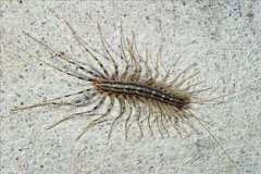 草鞋蟲有毒，生活在陰暗潮濕的地方蚰蜒科草鞋蟲是有毒的