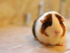 荷蘭豬怎么養(yǎng)吃什么,比如說蘋果、橙,西瓜都可以吃