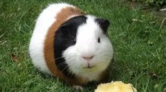 荷蘭豬怕冷嗎,荷蘭豬怕冷不怕熱,所以養(yǎng)豬時要注意保暖