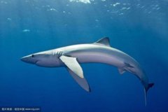 藍鯊好養嗎，好養是一種比較中規中矩的觀賞魚