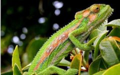 蜥蜴和變色龍的區(qū)別,變色龍速度較蜥蜴遲緩