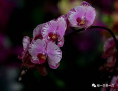 蝴蝶蘭的花語和寓意，它寓意著幸福的人生即將到來