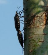 蝽蟲有毒嗎,蝽蟲俗稱臭大姐是沒有毒的