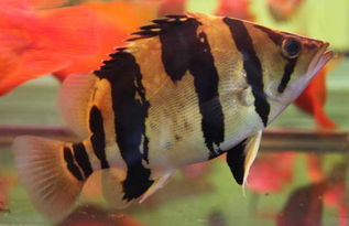 趴地虎魚能吃嗎, 能吃的，趴地虎魚，也叫虎頭鯊