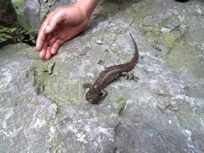 吃娃娃魚有什么禁忌,其黏液有毒要謹慎食用