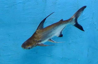 成吉思汗鯊好養嗎，很好養喜食小魚、小蝦