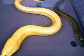 望月鱔真的存在嗎,不存在是傳說中的一種黃鱔