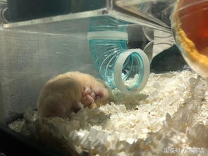 金絲熊吃什么，雜食動物金絲熊既吃花朵嫩葉還吃蟲子