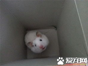 金絲熊怎么分辨公母，最容易的辦法是分辨生殖器