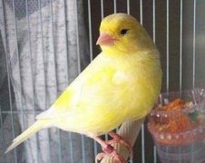 什么鳥叫聲好聽,畫眉、繡眼、靛頦、金絲雀