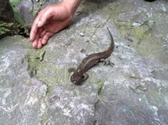 吃娃娃魚有什么禁忌，其黏液有毒要謹慎食用