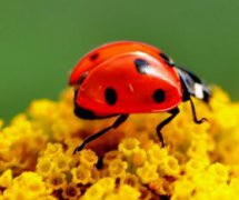 是益蟲的昆蟲有哪些,蜜蜂、瓢蟲、螳螂、蜻蜓