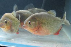 最好養的小型冷水魚，紅腹水虎、鱘魚、金魚