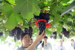 最貴的八種葡萄,霞多麗、陽(yáng)光玫瑰、金手指