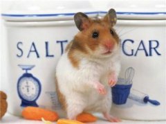 金絲熊信任主人的表現,不再害怕和排斥主人