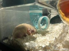 金絲熊吃什么，雜食動物金絲熊既吃花朵嫩葉還吃蟲子