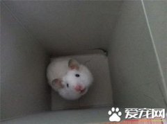 金絲熊怎么分辨公母，最容易的辦法是分辨生殖器