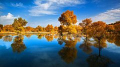 金塔胡楊林門票多少錢，旺季門票六十五元每人