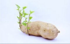 紅薯發芽了還能吃嗎，長的芽去掉是可以吃的