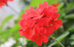 陽臺最好養的花，長壽花、天竺葵、虎刺梅等