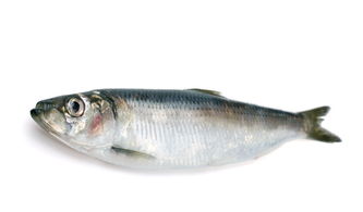 青魚是海魚還是淡水魚，青魚是一種黑色的魚