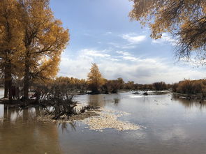 額濟納胡楊林在哪里，胡楊林在內自治區阿拉善盟