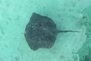 魔鬼魚能吃嗎，可以吃會(huì)把刺處理掉才會(huì)售賣