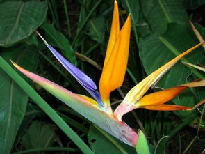 鶴望蘭葉子如何修剪，春季修剪、及時摘心