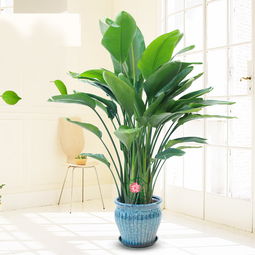 鶴望蘭和天堂鳥的區(qū)別,其實(shí)就是一種植物