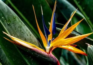 鶴望蘭的養殖方法和注意事項，適合養在疏松深厚的腐殖土