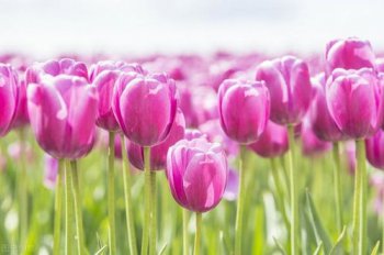 鶴望蘭的寓意，常用來(lái)表達(dá)“愛(ài)你義無(wú)反顧”寓意百年好合