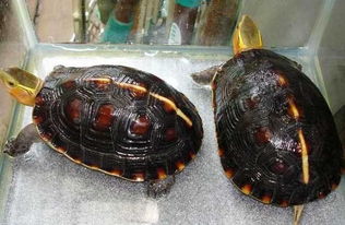 黃緣龜好養嗎,不算是很好養的龜在深水區是無法生存