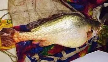 黃瓜魚一斤多少錢,野生的能夠達到上千元