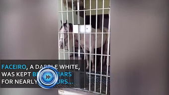 屋里有黑蜘蛛怎么辦，要收拾整齊一些