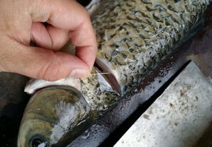 老虎魚有毒嗎怎么處理，有劇毒把內(nèi)臟與血液處理掉