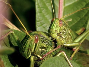 螞蚱是益蟲還是害蟲，是害蟲造成危害的螞蚱約300種