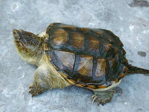 鱷龜好養還是巴西龜好養,巴西龜比鱷龜好養耐寒力強