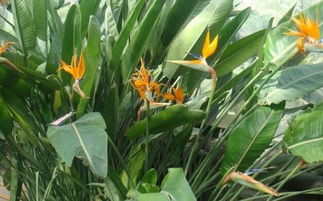 鶴望蘭幾月開花,花期是冬季(12月-2月)