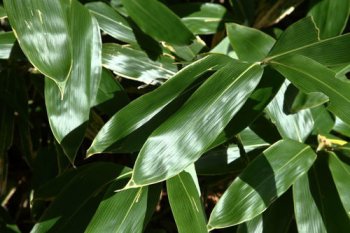 鶴望蘭能放室內(nèi)嗎,可以養(yǎng)在室內(nèi)它沒有毒