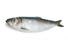 青魚是海魚還是淡水魚,青魚是一種黑色的魚