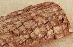 非洲卡賓達樹皮有什么用，可刺激性欲有助勃之效