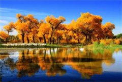 額濟納旗胡楊林在哪里，在內蒙古阿拉善盟