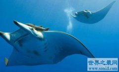 魔鬼魚有毒嗎，魔鬼魚有毒，它有一條細鞭的尾巴