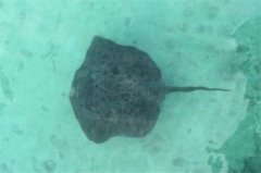 魔鬼魚能吃嗎，可以吃會把刺處理掉才會售賣