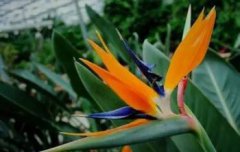 鶴望蘭幾年開花,一般兩到三年就會開花,極少數(shù)四到五年