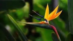 鶴望蘭的花語,自由、幸福、把所有幸福都給你