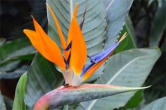 鶴望蘭適合室內(nèi)養(yǎng)殖嗎,鶴望蘭生長壯實(shí)了移盆到室內(nèi)養(yǎng)護(hù)